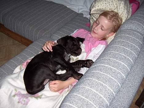 Ruhåret hønsehund stella - zzzzzzzzzzzz billede 4