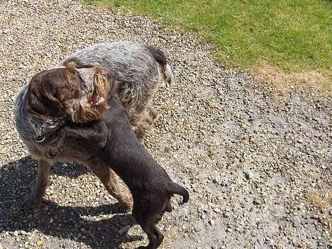 Ruhåret hønsehund stella - kom nu leg med mih...!!! billede 5