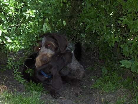 Ruhåret hønsehund stella - jeg skal nok få dig!!!!! billede 6