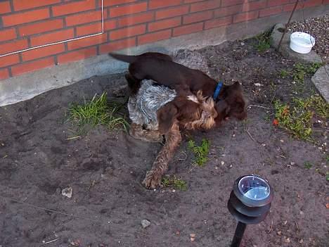 Ruhåret hønsehund stella - hehe billede 7