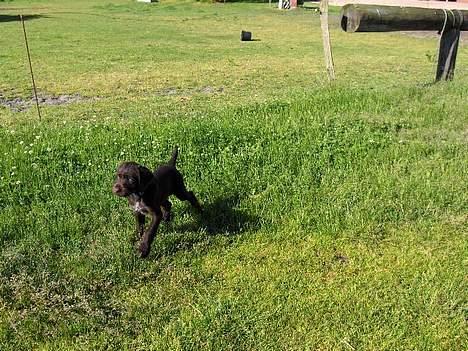 Ruhåret hønsehund stella - se hvor er jeg bare pæn billede 8