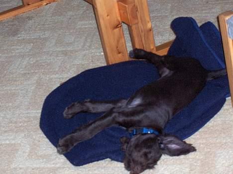 Ruhåret hønsehund stella - zzzzzz...!!! billede 9