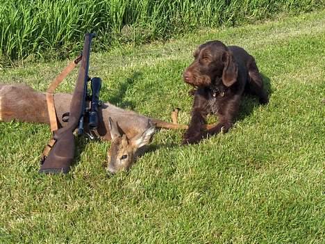 Ruhåret hønsehund pondy billede 1