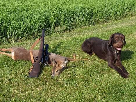 Ruhåret hønsehund pondy billede 2
