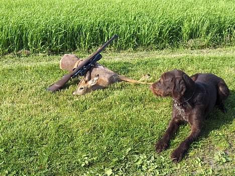 Ruhåret hønsehund pondy billede 3