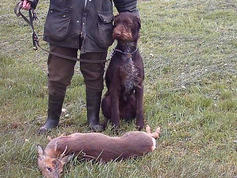 Ruhåret hønsehund pondy billede 4