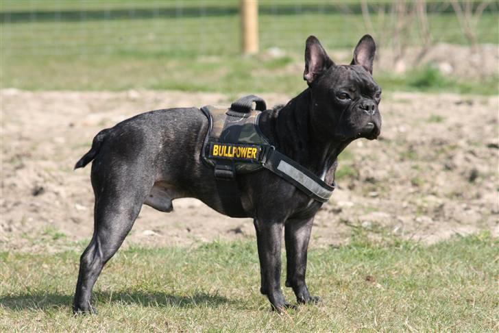 Fransk bulldog Bertram 2 billede 9
