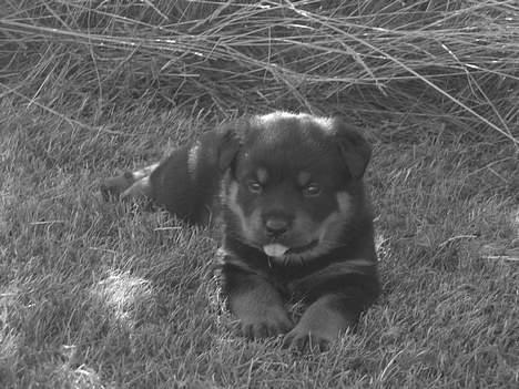 Rottweiler Kaiser RIP  - Kaiser som 5 - 6 ugers valp.  billede 4