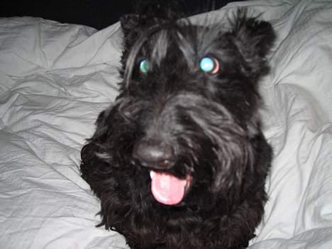 Skotsk terrier perle (king skot egly)RIP - hey kasper jeg vil lege  billede 1