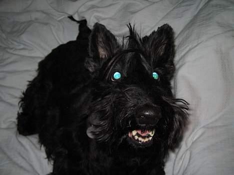 Skotsk terrier perle (king skot egly)RIP - ja ja giv mig bolden  billede 2