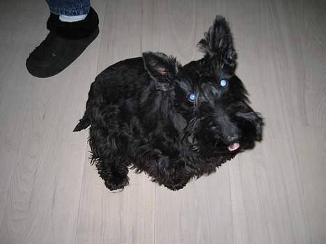 Skotsk terrier perle (king skot egly)RIP - hmmm hvad erd det du har der  billede 3