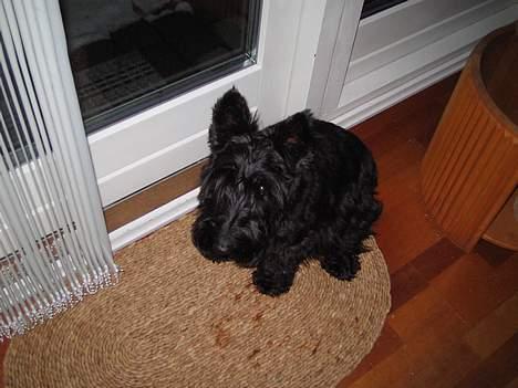 Skotsk terrier perle (king skot egly)RIP - jeg vil ud og tisse   kl  1:22 om natte billede 4