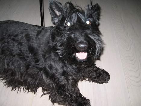 Skotsk terrier perle (king skot egly)RIP - hovsa er jeg gået glep af noget billede 5