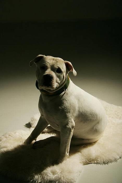 Blanding af racer Balou - Er han ikke bare skøn.... billede 1