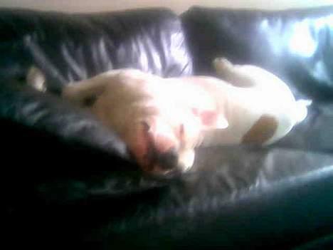 Blanding af racer Balou - Man er vel dejlig billede 2