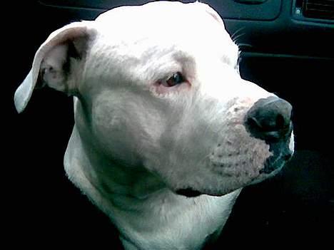 Blanding af racer Balou billede 3