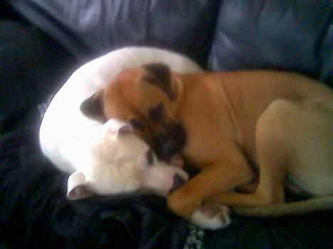 Blanding af racer Balou - "lillebror" pablo putter hos balou billede 4