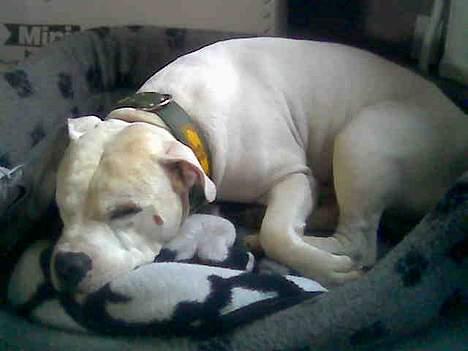 Blanding af racer Balou - Jeg elsker at sove billede 6