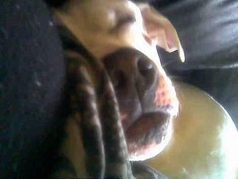 Blanding af racer Balou - lilletrolden billede 7