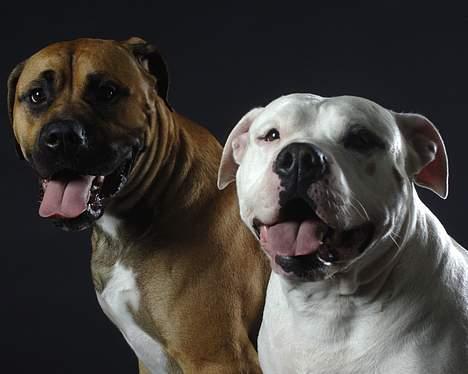 Blanding af racer Balou - mig og pablo billede 8