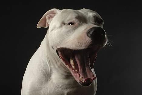 Blanding af racer Balou billede 9