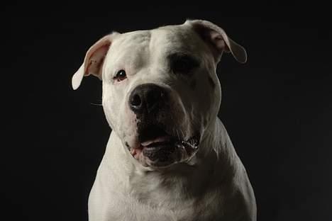 Blanding af racer Balou billede 10