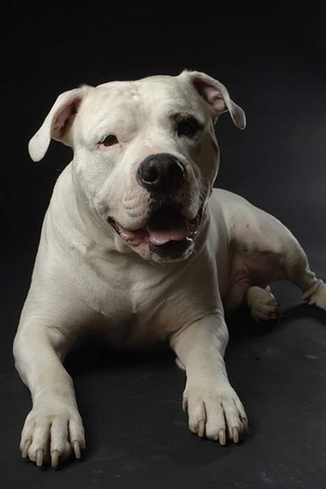 Blanding af racer Balou billede 11