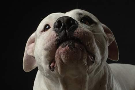 Blanding af racer Balou billede 12