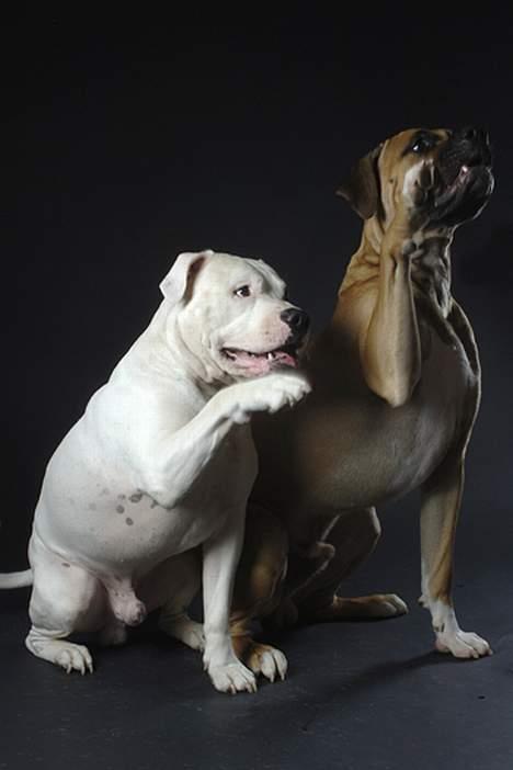 Blanding af racer Balou billede 13