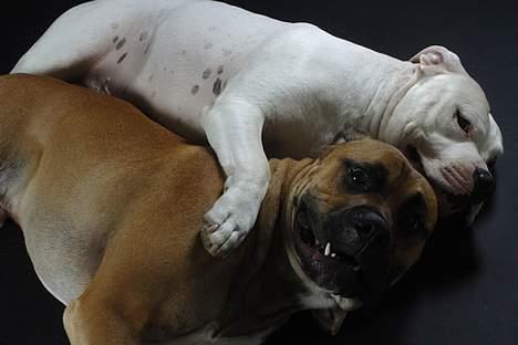 Blanding af racer Balou billede 14