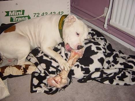 Blanding af racer Balou billede 15