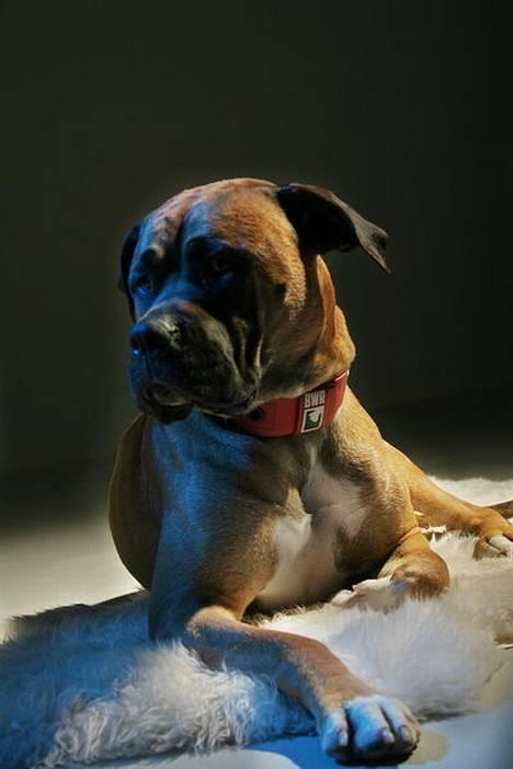 Blanding af racer Pablo - hejsa jeg hedder pablo.. billede 1