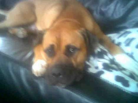 Blanding af racer Pablo - jeg holder øje med det hele billede 2