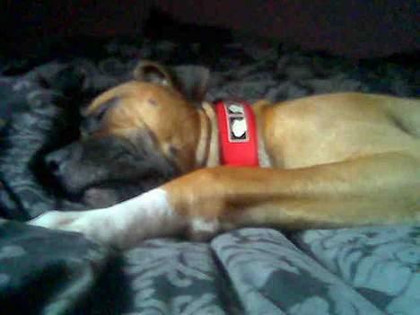 Blanding af racer Pablo - efter en hård dag billede 4