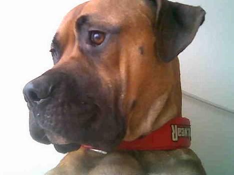 Blanding af racer Pablo - hmmmm.....jeg er træt billede 5