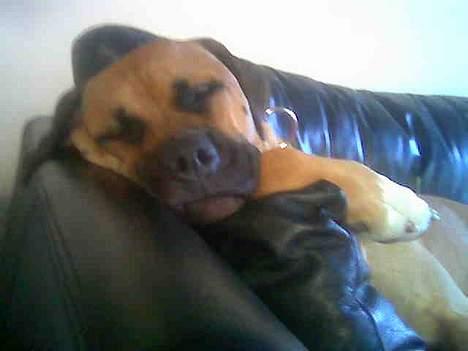 Blanding af racer Pablo billede 6