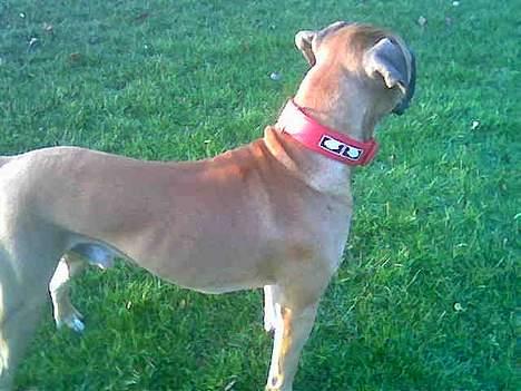 Blanding af racer Pablo billede 7