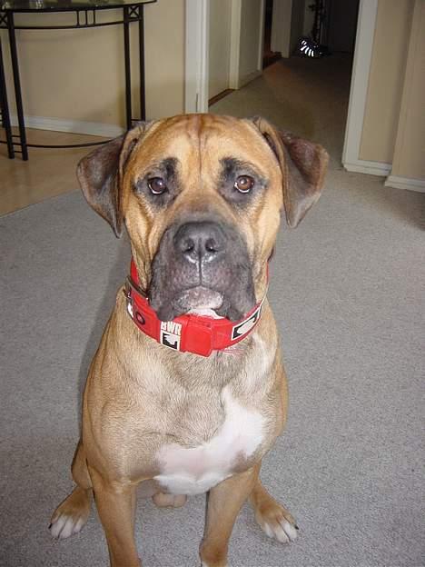 Blanding af racer Pablo - man er vel model billede 8