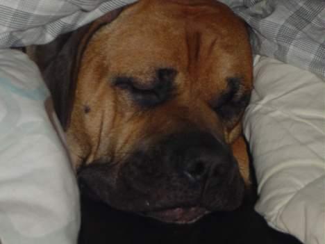 Blanding af racer Pablo - natte natte billede 9