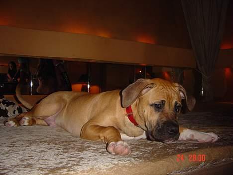 Blanding af racer Pablo - Pablo som lille billede 10