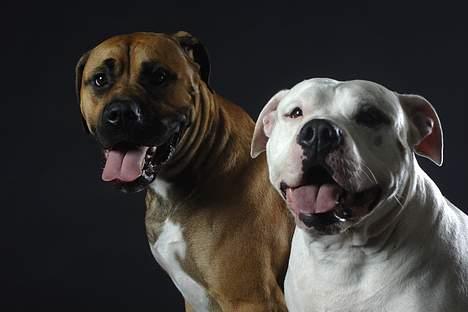 Blanding af racer Pablo - mig og balou billede 11