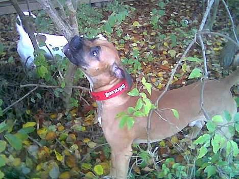 Blanding af racer Pablo - sikke et godt træ nam nam  billede 12