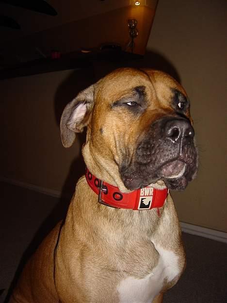 Blanding af racer Pablo - man har vel lov at se lidt dum ud engang imellem billede 13