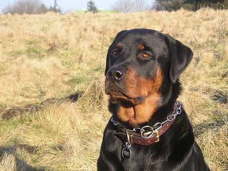 Rottweiler Balou - Balou d. 12/2-06 billede 21