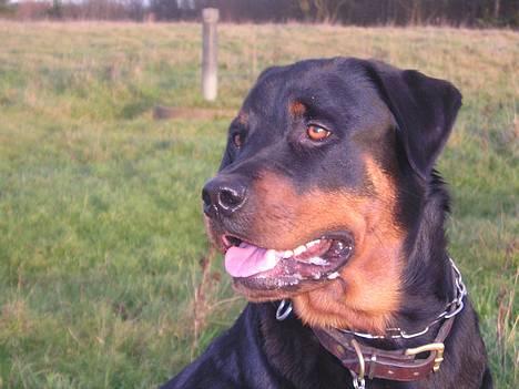 Rottweiler Balou - Balou d. 14/11-06 billede 22