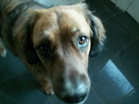 Blanding af racer Seiko - Er jeg på nu??????? billede 7