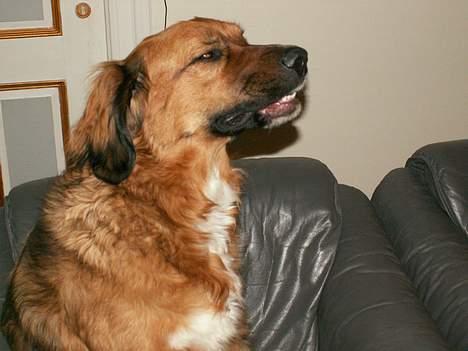 Blanding af racer Seiko - Aaaaaaaaaaaa-Tjyyyyyyyyyy....... billede 8