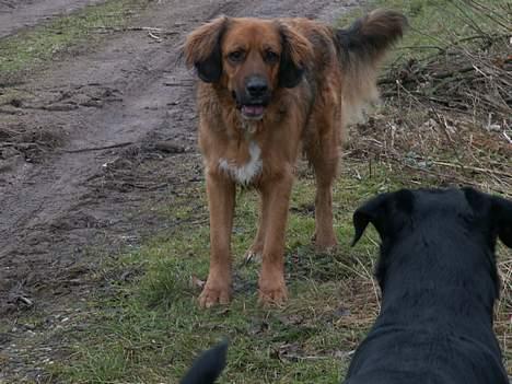 Blanding af racer Seiko - Ska vi lege....?? billede 10