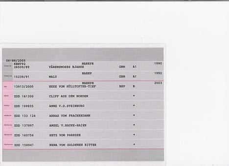Ruhåret hønsehund stella - stamtavle billede 10