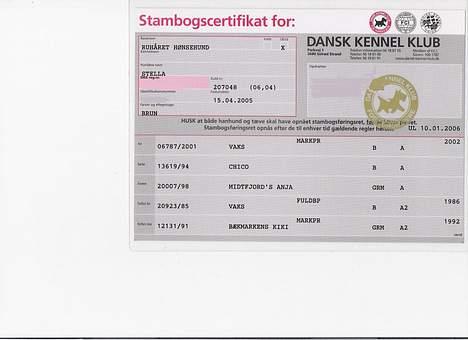 Ruhåret hønsehund stella - stamtavle billede 11